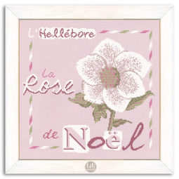 La rose de Noël